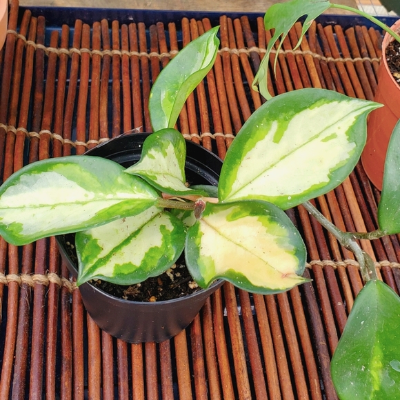 Hoya Krimson Princess 3" pot - Picture 5 of 6